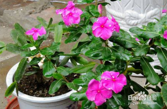 四季梅花的养殖方法和养殖注意事项有哪些？