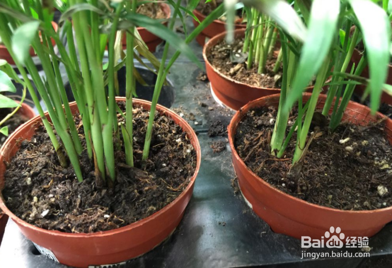 养花不开花是怎么回事