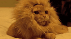 如何使用GIF尺寸裁剪？