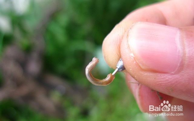 用蚯蚓钓鱼的技巧