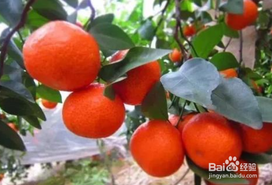 砂糖橘树种植方法