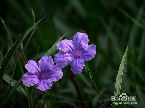 蓝花草图片功效与作用 百度经验