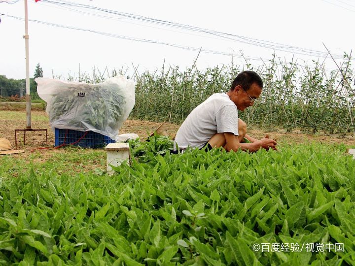 <b>银子菜这样做好吃</b>