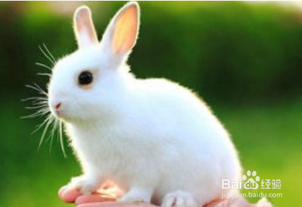 鸡免同笼的解题方法