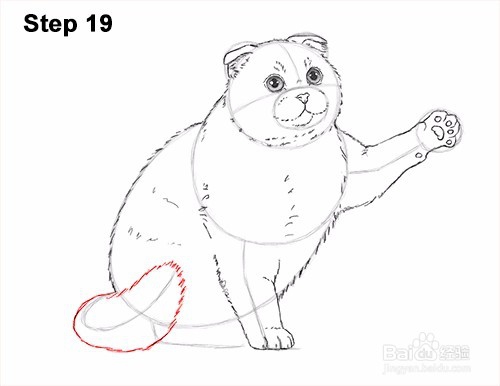 如何画一只猫（苏格兰折）玩——加菲的吃货生活