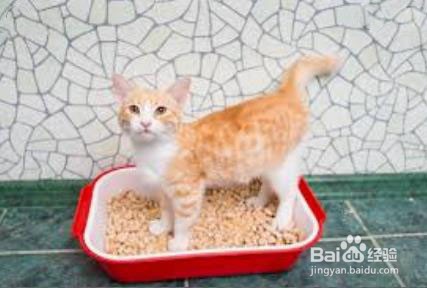 如何预防小猫腹泻