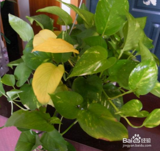 花叶黄了怎么能变绿