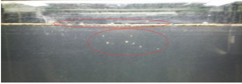 鱼缸水起白雾怎么解决