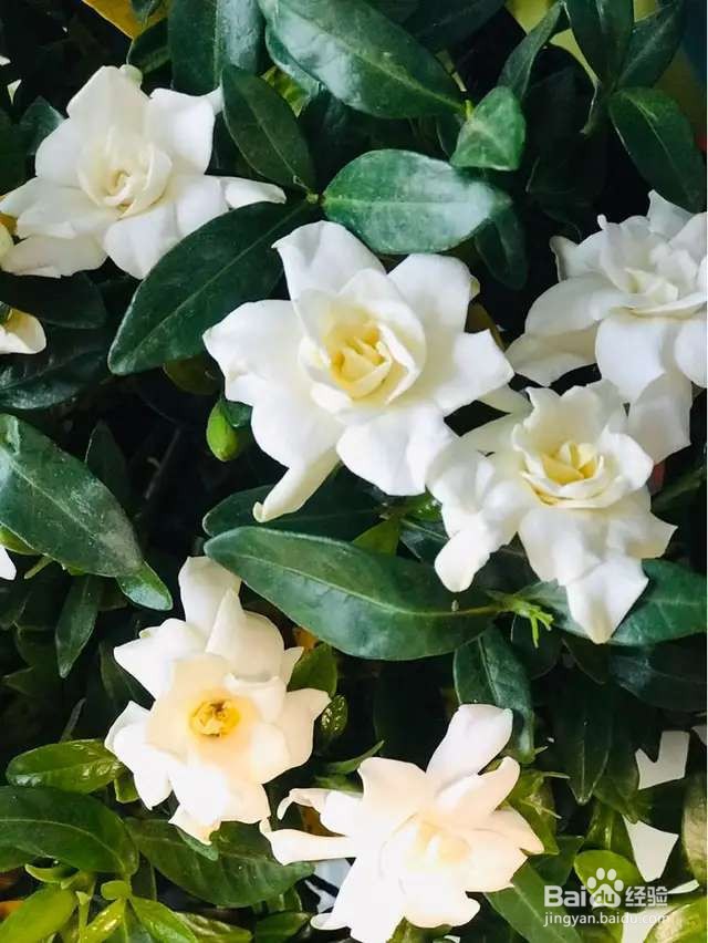 栀子花买回家就黄叶，4个方法选到壮花苗