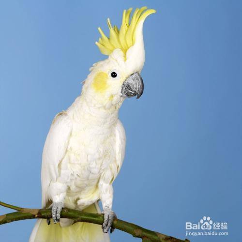 如何让飞走的鹦鹉回来 百度经验