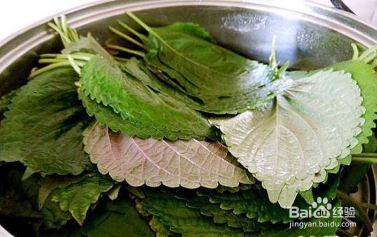 凉拌苏子叶的做法