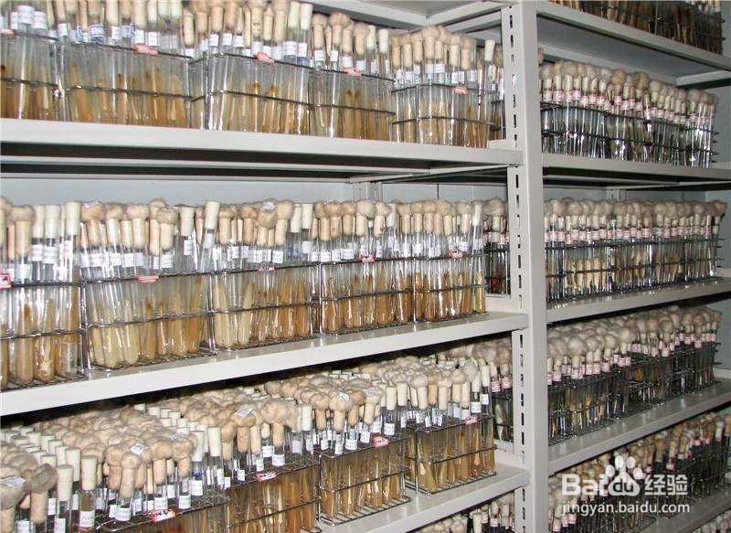 菌种保藏的方法