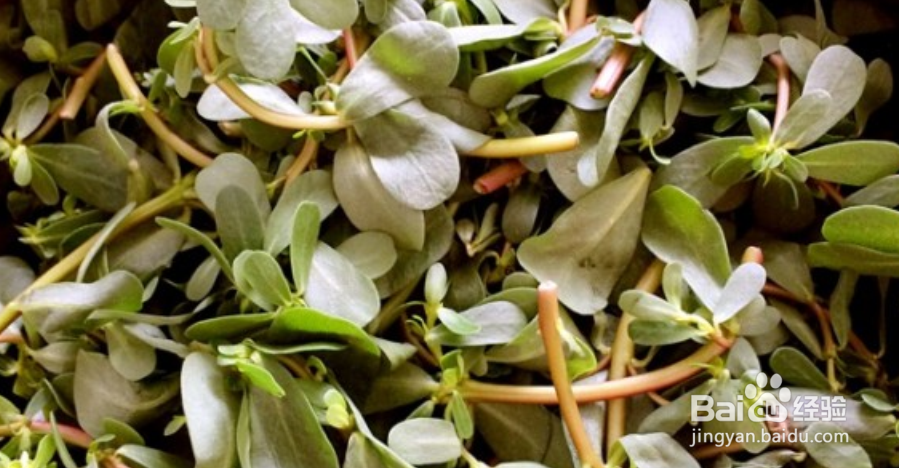 马齿苋素馅怎么做好吃