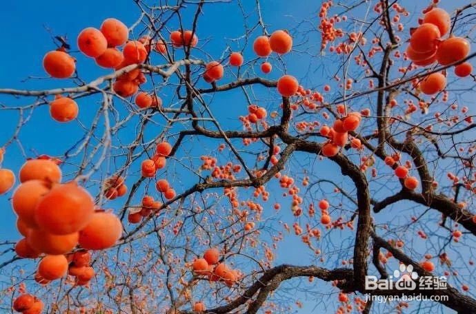 怎样挑选柿子？