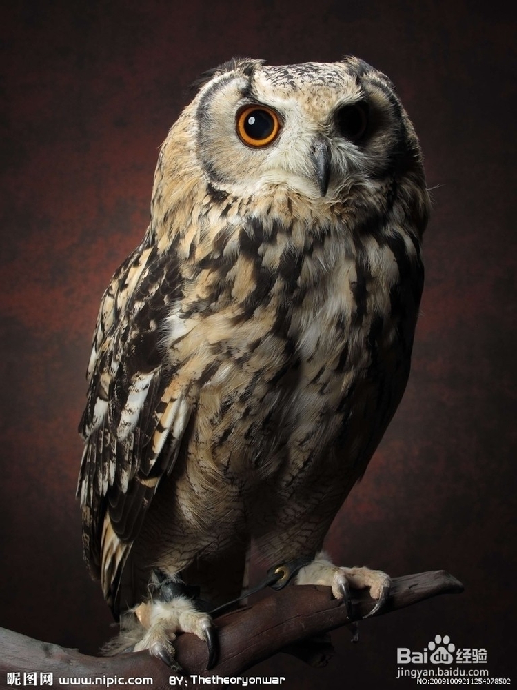 数百个你不知道的小知识：[2]