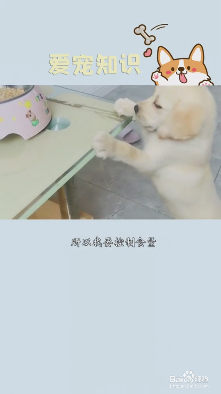 如何正确饲养拉布拉多