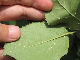 室内养花总有小飞虫怎么办 百度经验