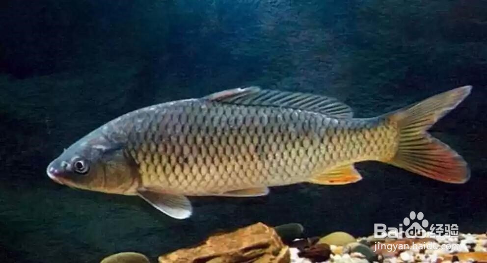 鲤鱼补充蛋白质