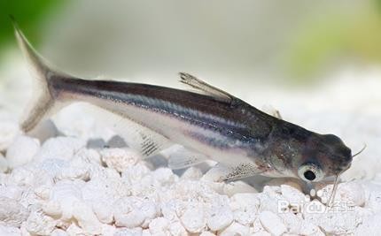 鱼缸去腥味小窍门