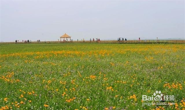 五花草甸风景区旅游怎么样
