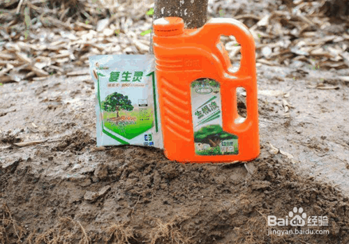 树木栽植中各类养护药剂的应用技术