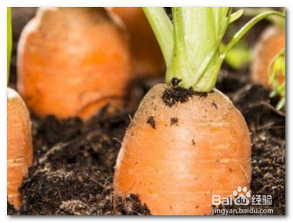 胡萝卜怎么种?什么时候种?