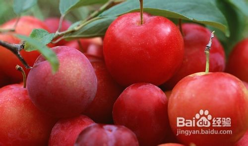 冬天适合吃什么水果