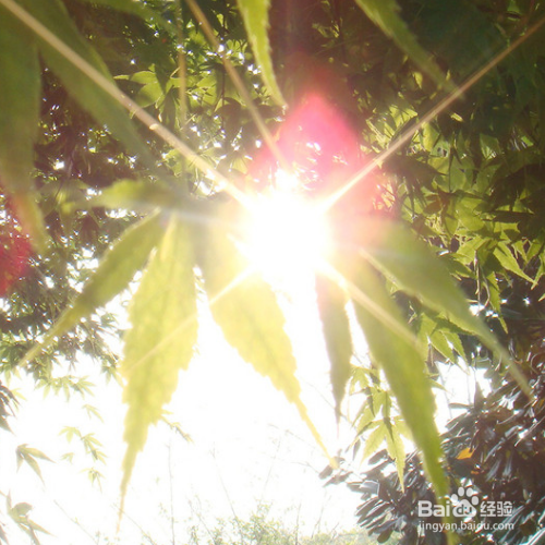 茉莉花怎样养殖，长得比较好？