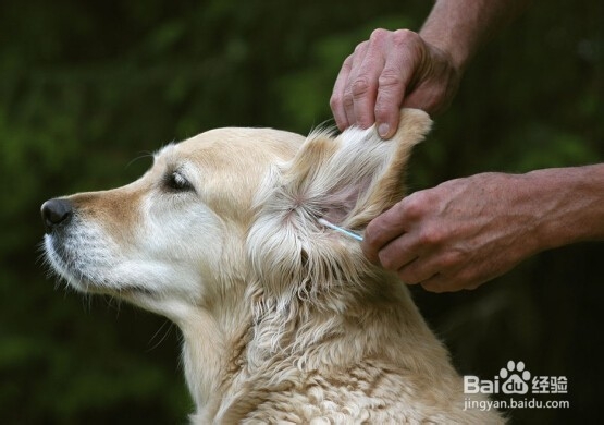 入门宠物美容师（C级）学习什么技能