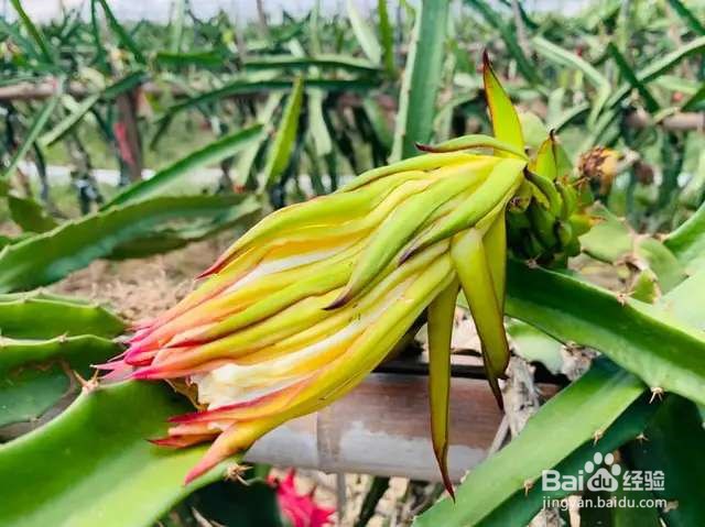 火龙果挖一勺籽，撒土里，长出毛绒绒小森林