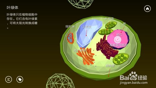 高中生物植物细胞内部结构以及细胞器功能是什么 百度经验