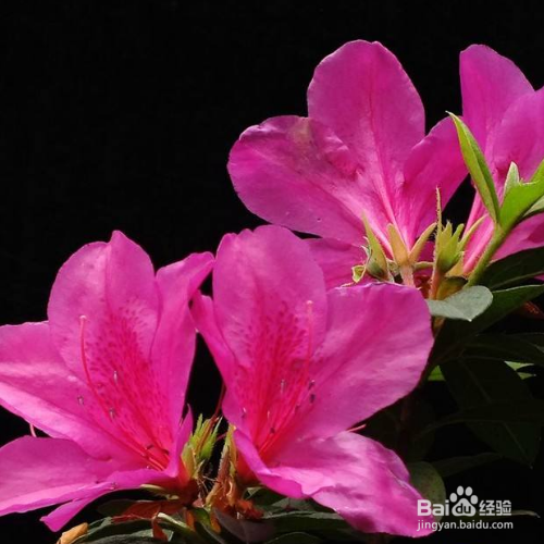 杜鹃花叶变黄了怎么办