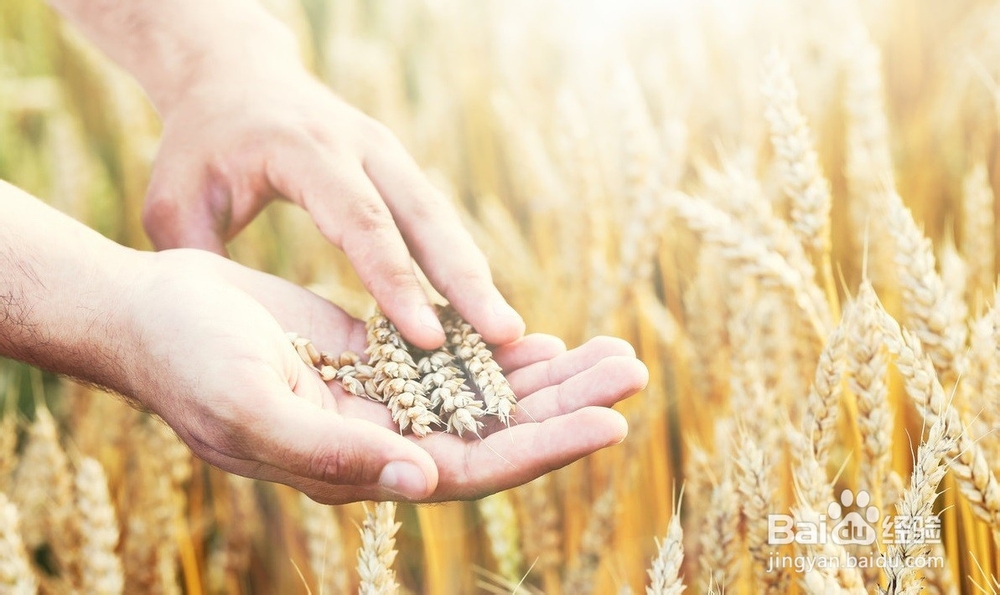 <b>如何控制面粉小麦的质量</b>