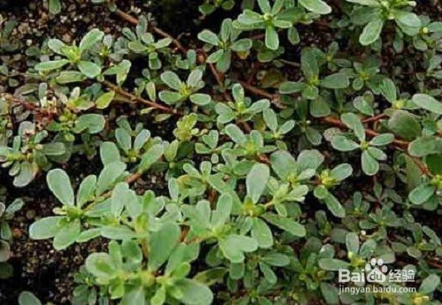 马齿苋的作用及食用方法