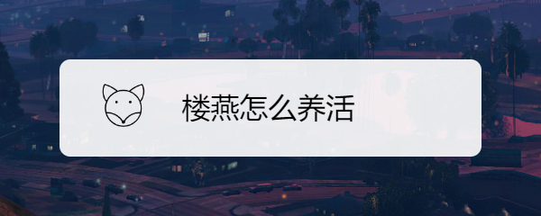 楼燕怎么养活