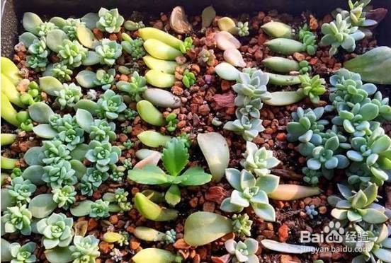 冬天多肉叶片扦插方法