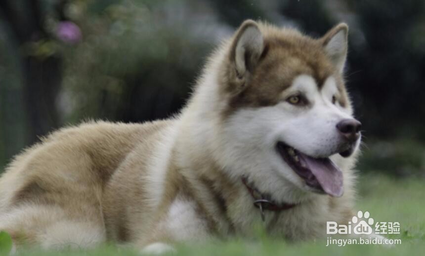 狗沐浴露怎么稀释