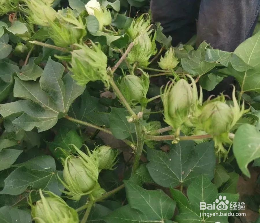 棉花妈妈是怎样传播种子的