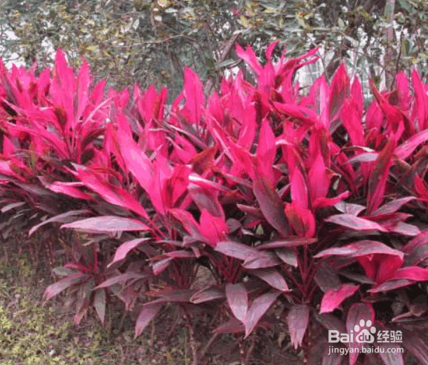 朱蕉水培方法及养护要点