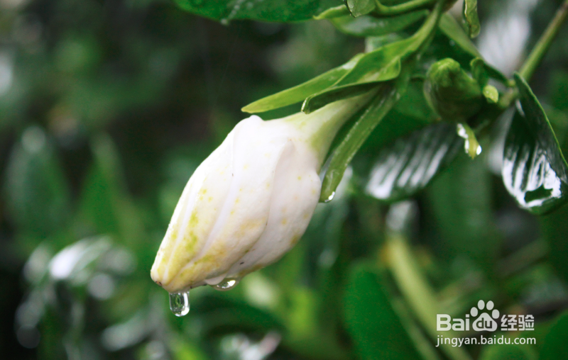 栀子花养殖方法和注意事项