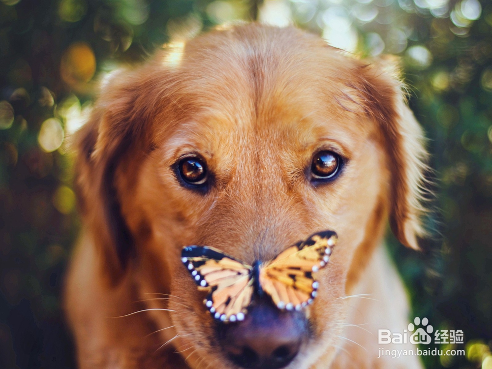 如何才能避免狗狗攻击人？