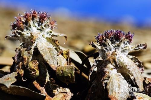 雪莲花的作用有哪些