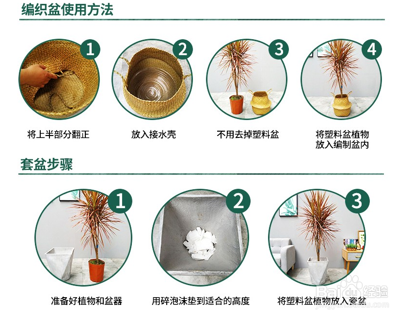 发财树繁殖方法