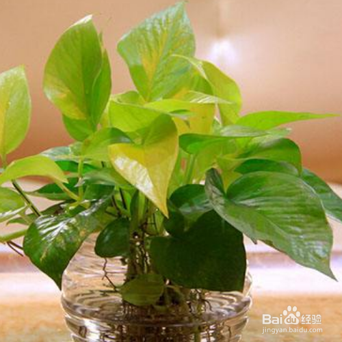 水养绿萝应加多少水?