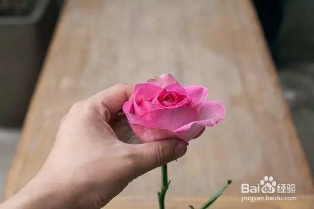 如何挑选玫瑰花？
