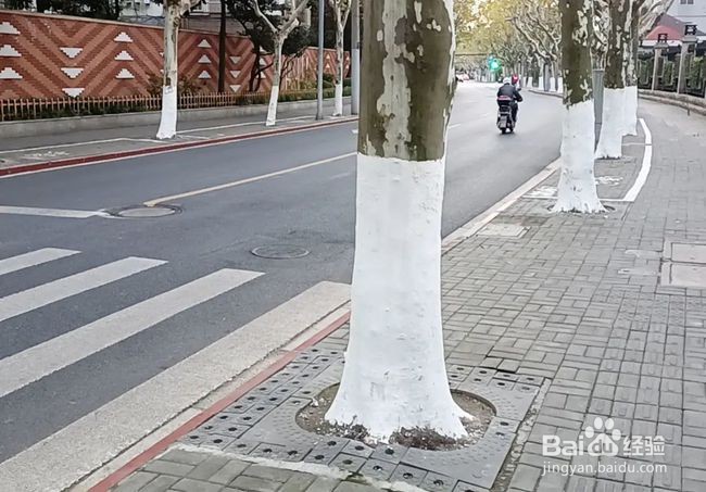 冬天树干刷白灰起什么作用