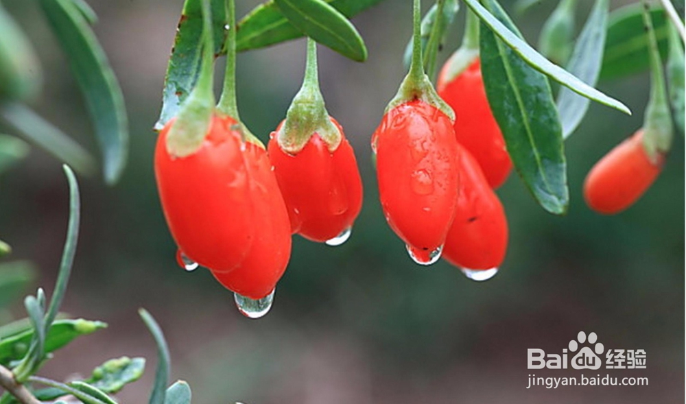 如何辨别中宁枸杞