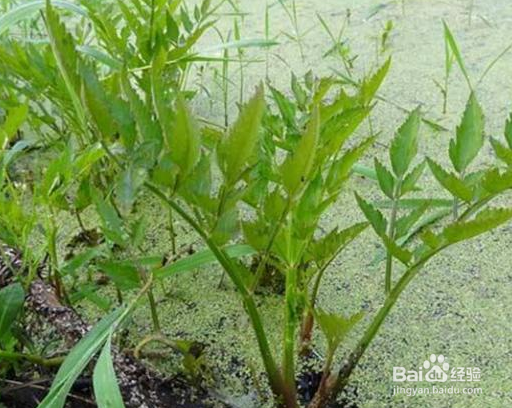 常见能吃的野菜有哪些