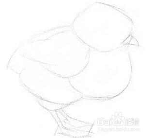 如何学习素描——素描小鸡的绘画教程
