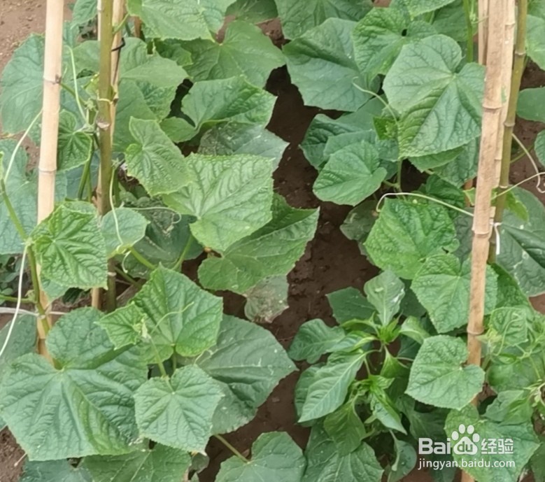 石头的头怎么注音